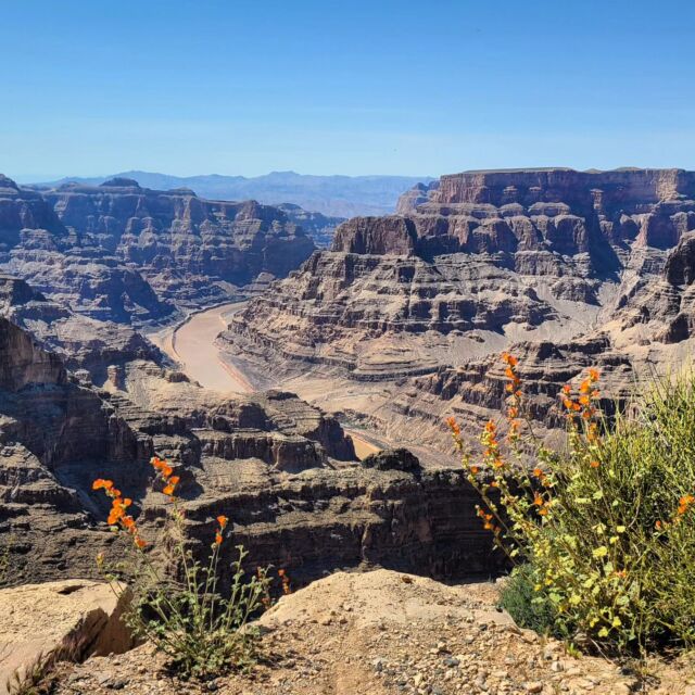 I'm going to jump ahead three weeks to yesterday, where I did a full day trip from Las Vegas to Grand Canyon West, Hoover Dam, and Seven Magic Mountains with #maxtourvegas

It was a 12 hour day, but it didn't feel that long because we had so many excellent stops (we also stopped for photos at the Las Vegas sign and a Joshua Tree forest) and because of our excellent guide #maxtourbobby who kept us entertained with jokes and lots of interesting information about Las Vegas and the places we were visiting.

Max Tour is a small group tour and the best way to see the Grand Canyon from Vegas. It's very affordable for what you get, and you learn so much along the way. 

#sponsored #lasvegas #grandcanyon #grandcanyonwest #tour  #Nevada #grandcanyondaytrip #joshuatrees #hooverdam #sevenmagicmountains
#welcometolasvegassign