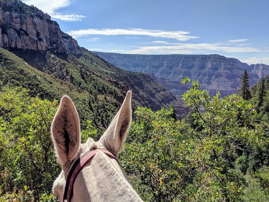 Grand Canyon Mule Rides
