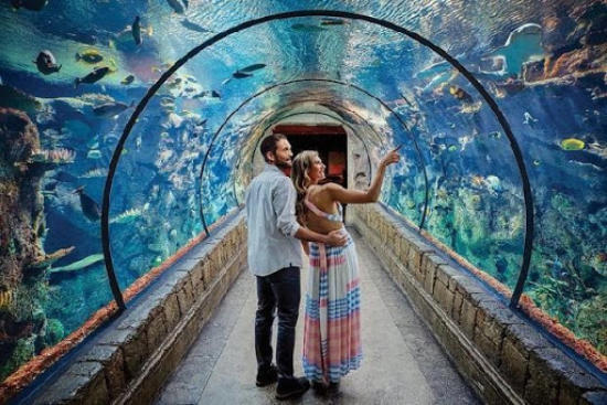 鲨鱼礁水族馆