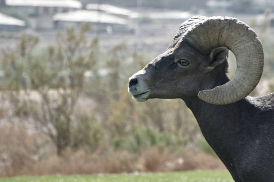 Sheep At The Hoover Dam