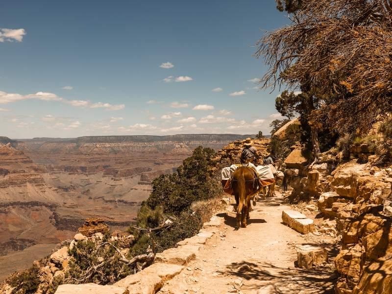 Mule at Grand Canyon